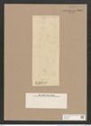 Pleurosigma kerguelense Grun. (de-Toni-Nr.: Genus 13, Species 1046) Zeichnungen Sammlung Grunow Nr. 1883 (NHMW-BOT-W0368995)